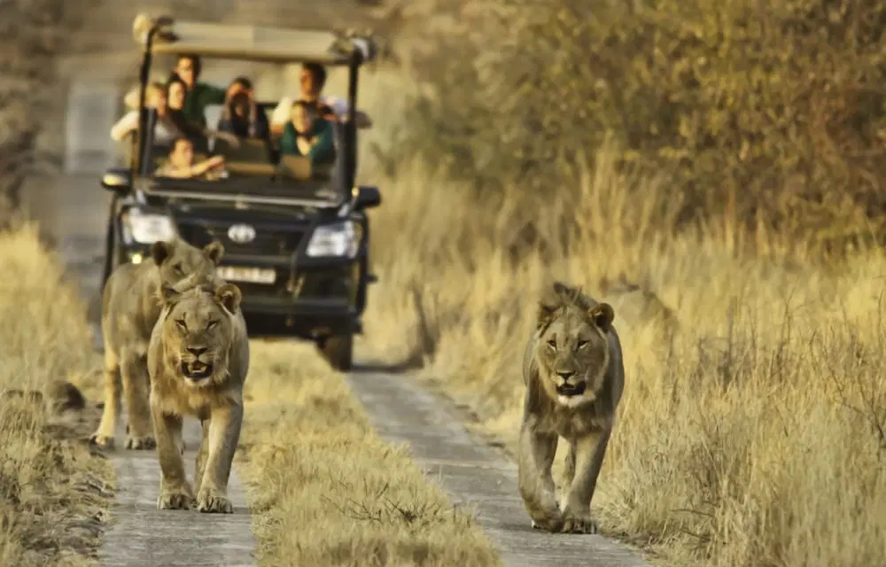 Explore Kruger National Park