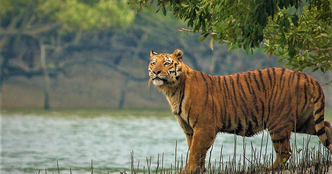 Tropical Sundarban