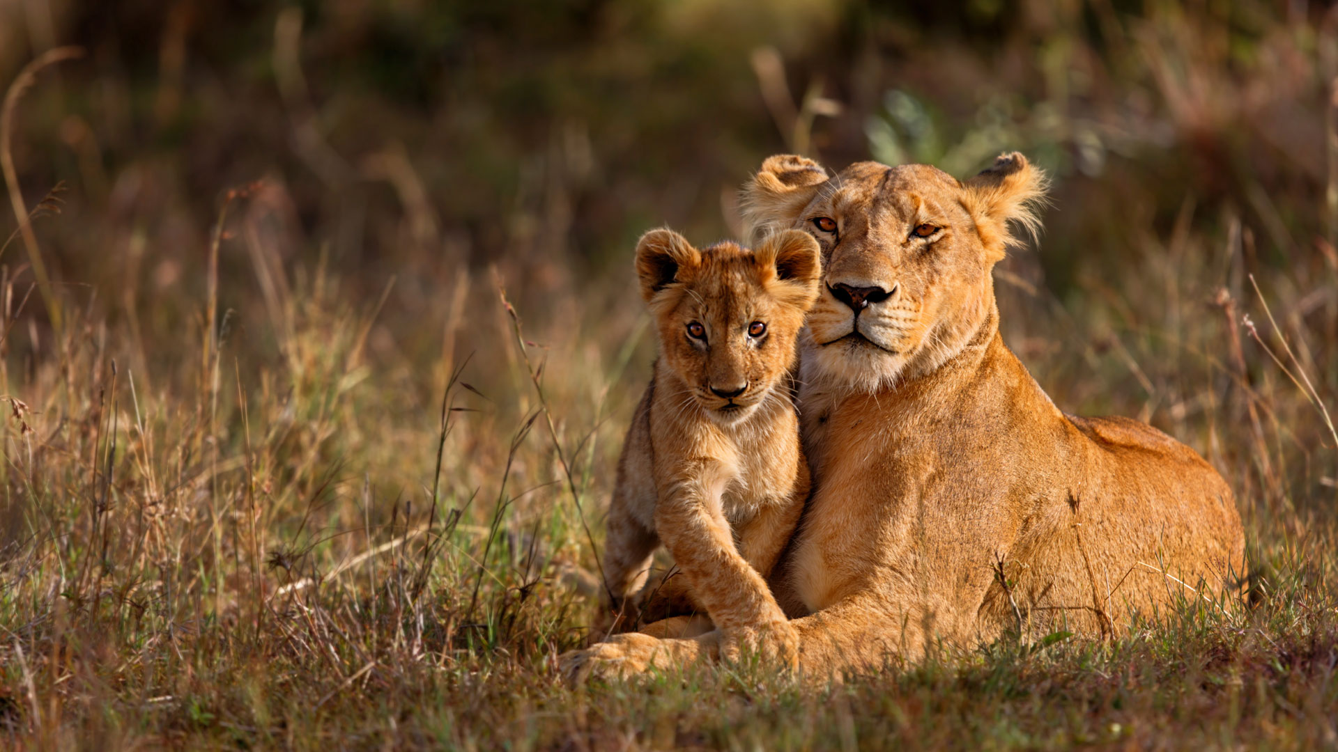 KRUGER SAFARI WITH CAPE TOWN